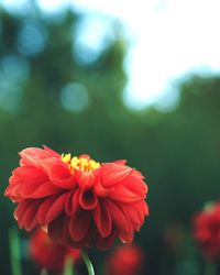 Close-up of red rose flower