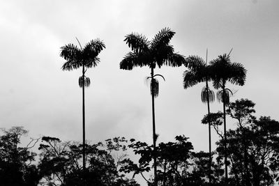 Low angle view of palm trees against sky