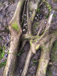 Full frame shot of tree trunk