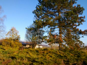 Low angle view of trees against clear sky during autumn