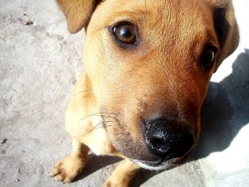 Close-up portrait of puppy