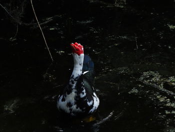 Reflection of woman in water