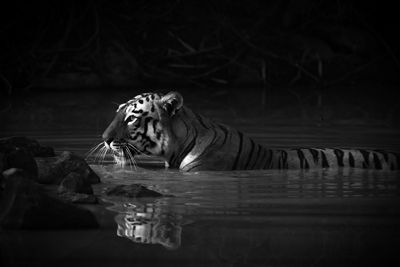 Tiger swimming in lake