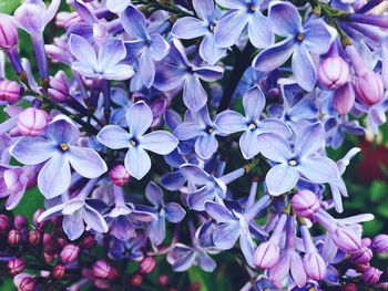 Close-up of purple flowering plants