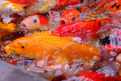 Close-up of koi fish in water