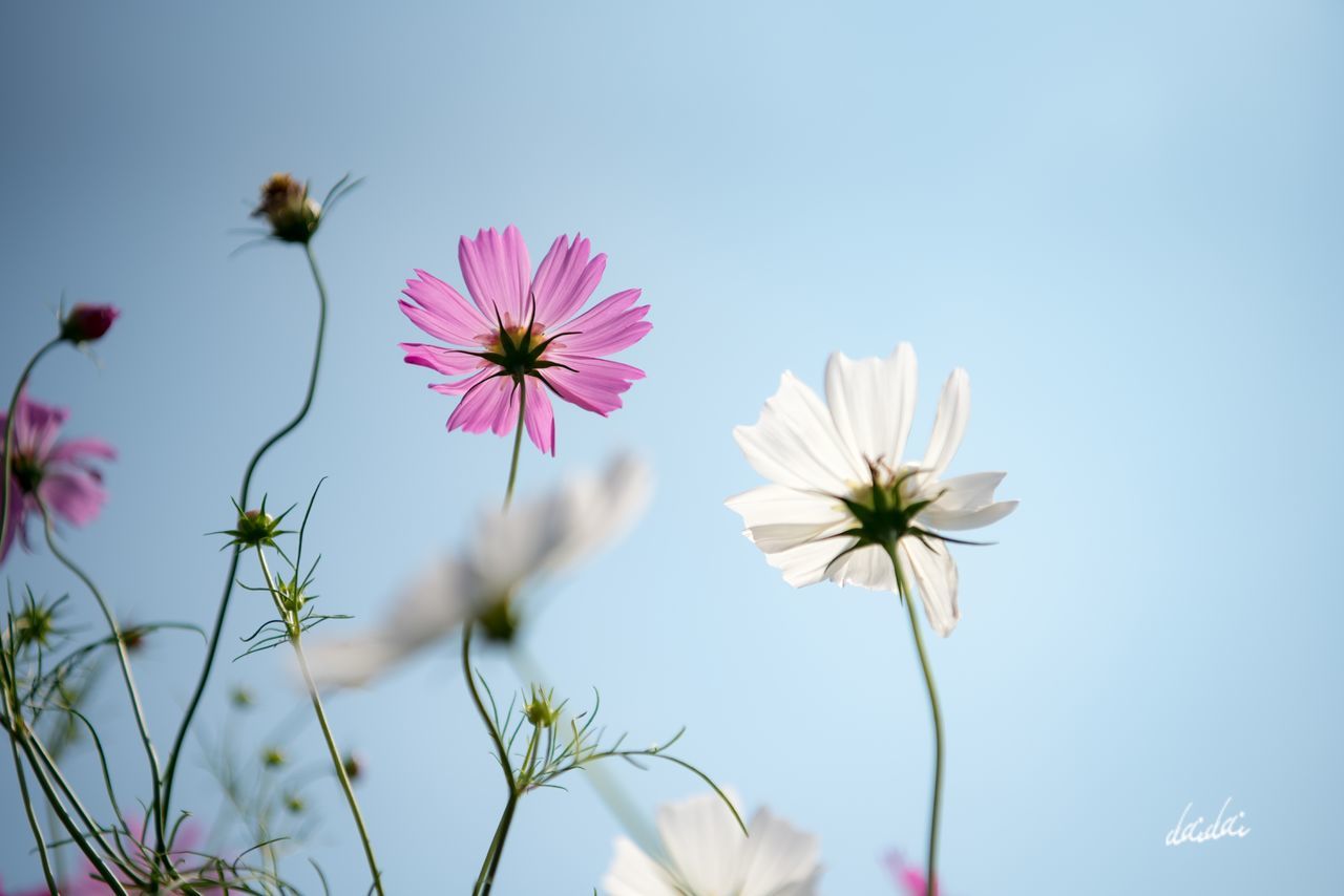 flower, nature, fragility, petal, beauty in nature, growth, freshness, flower head, no people, plant, day, cosmos flower, outdoors, blooming, clear sky, close-up