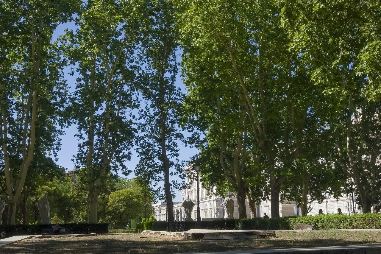 tree, plant, nature, architecture, no people, growth, day, green, sunlight, sky, outdoors, beauty in nature, history, tranquility, built structure, travel, travel destinations, the past, land, park, shadow, city, leaf, tourism