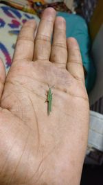 Close-up of hand holding insect