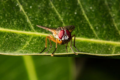 Close-up of insect on leaf