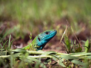 Close-up of a lizard on land