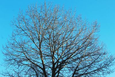 Low angle view of tree against clear sky