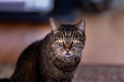 Close-up portrait of tabby cat