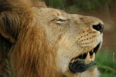 Close-up of cat