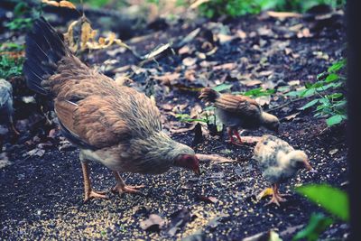 Close-up of birds on field