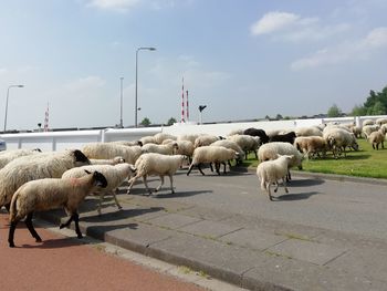 Flock of sheep on street