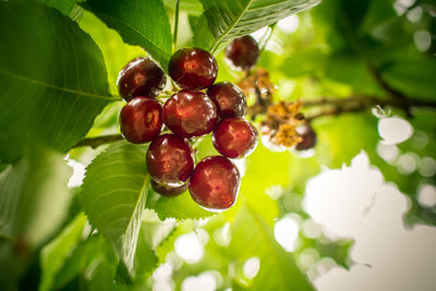 Close-up of berries growing on tree