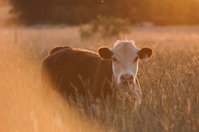 Beautiful cow in long grass as the sun sets