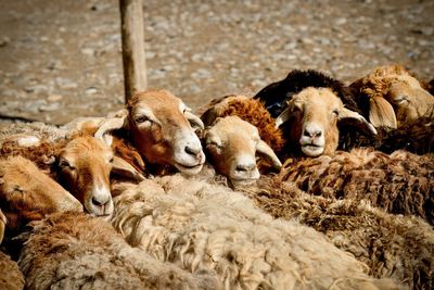 Sheep on field