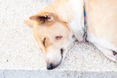 High angle view of a dog