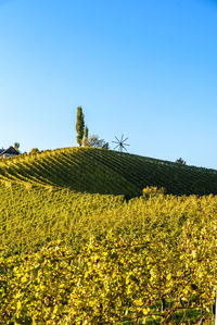 Plants growing on field against clear sky