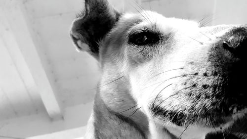 Close-up of dog looking away