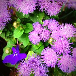 Close-up of pink flowers