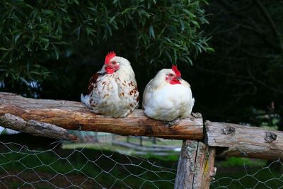 Close-up of birds perching on tree