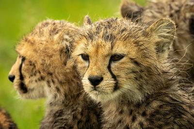 Close-up of cheetah cub sitting beside another