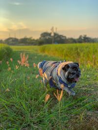 Dog standing on field