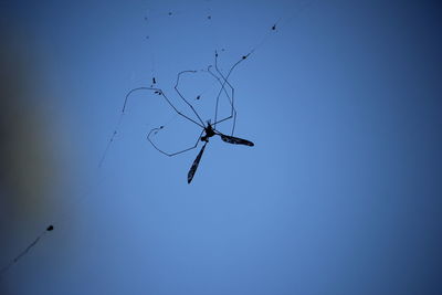 Low angle view of spider on web against clear blue sky