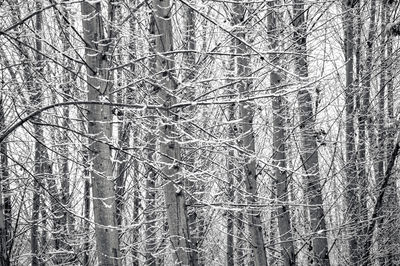 View of tree trunks in forest