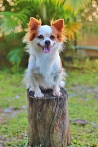 Portrait of dog on field