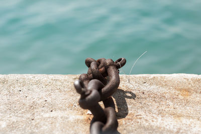 Close-up of crab on sea shore