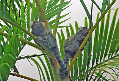 View of birds on tree