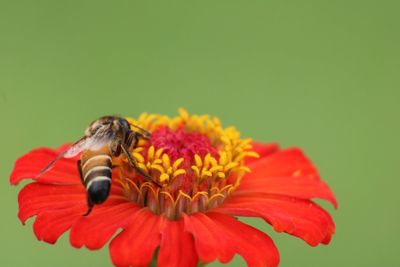 Close-up of bee pollinating on flower