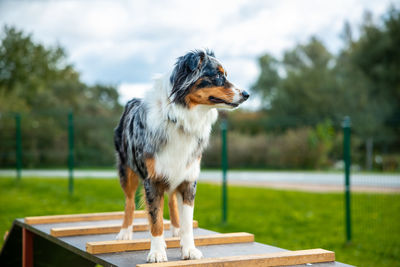 Close-up of dog