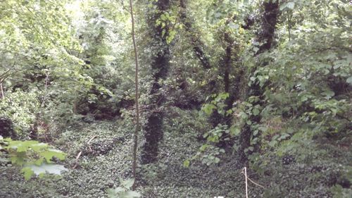Trees growing in forest