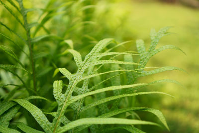 Close-up of fresh green plant