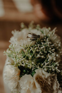 Close-up of white flowers on table