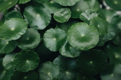 Close-up of green leaves on plant