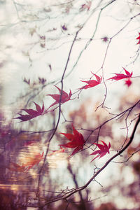 Close-up of red flowers on branch