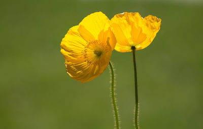 Close-up of yellow flower