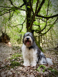 Low angle view of a polish lowland sheepdog on field