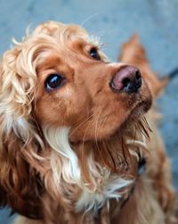 Close-up of dog looking away