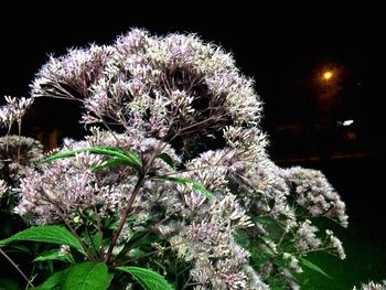 Close-up of flowers