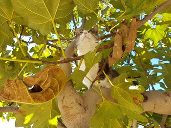 Low angle view of cat on leaves