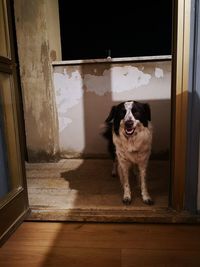 Portrait of a dog looking away