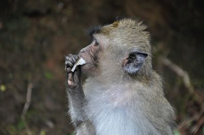 Close-up of an animal