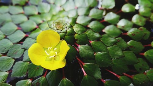 Close-up of yellow flowering plant