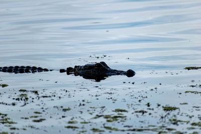 High angle view of horse in lake